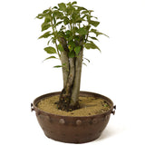 Crabapple D181