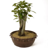 Crabapple D181