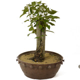Crabapple D181