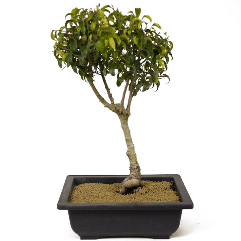 Ficus Too Little Bonsai D187