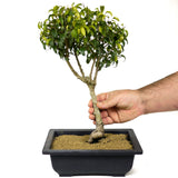 Ficus Too Little Bonsai D187