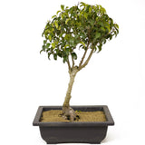 Ficus Too Little Bonsai D187
