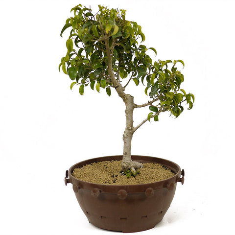 Ficus Too Little Bonsai D188