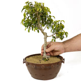 Ficus Too Little Bonsai D188