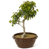 Ficus Too Little Bonsai D188