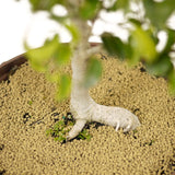 Ficus Too Little Bonsai D188