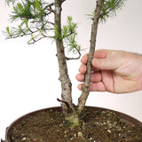 Twin Trunk American Larch - D19