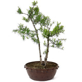 Twin Trunk American Larch - D19