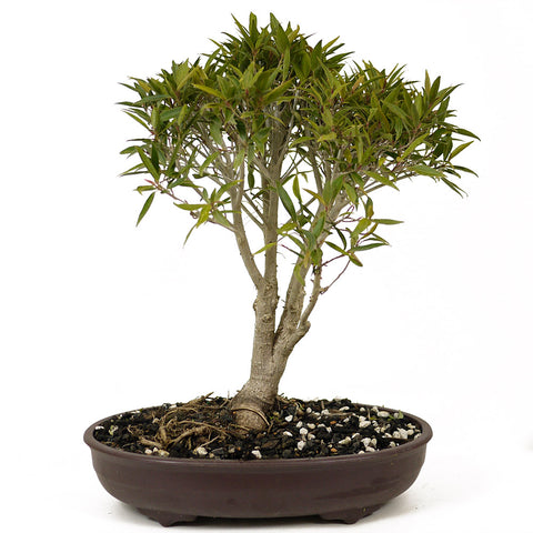 Ficus Neriifolia D190