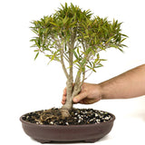 Ficus Neriifolia D190
