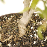 Ficus Neriifolia D190