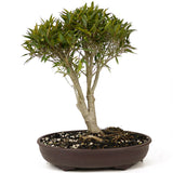 Ficus Neriifolia D190
