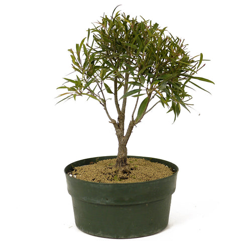 Ficus Neriifolia D191