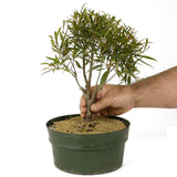 Ficus Neriifolia D191