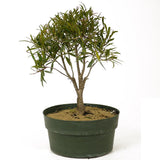 Ficus Neriifolia D191