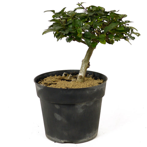 Parrot's Beak Pre-Bonsai D192