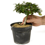 Parrot's Beak Pre-Bonsai D192