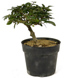 Parrot's Beak Pre-Bonsai D192