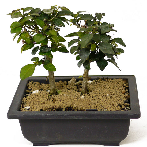 parrot beak bonsai tree Twin Trunk Parrot's Beak Bonsai D193 – Stone Lantern