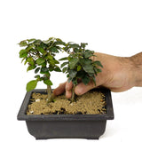 Twin Trunk Parrot's Beak Bonsai D193