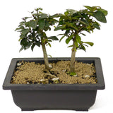 Twin Trunk Parrot's Beak Bonsai D193