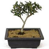 Olive Bonsai - D194