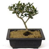 Olive Bonsai - D194