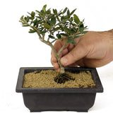 Olive Bonsai - D194