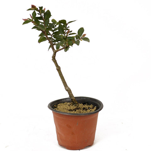 Jaboticaba Pre-Bonsai D195