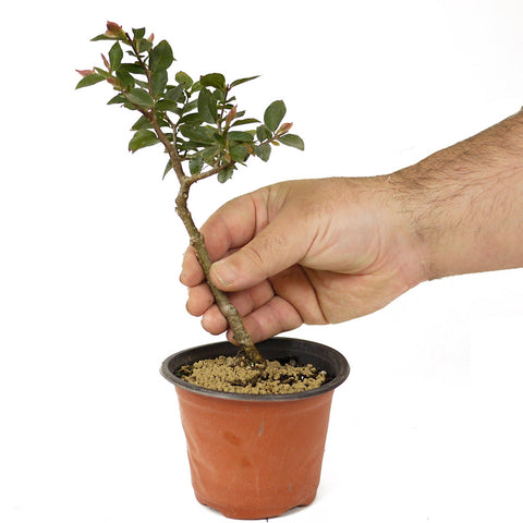 jaboticaba bonsai tree for sale Jaboticaba Pre-Bonsai D195 – Stone Lantern