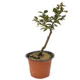 Jaboticaba Pre-Bonsai D195