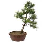 American Larch - D1