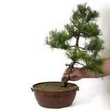 American Larch - D1