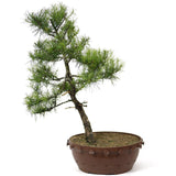 American Larch - D1