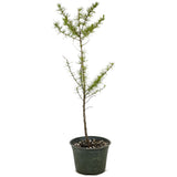 One American Larch Trunk - D1