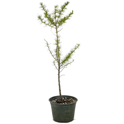 One American Larch Trunk - D1