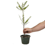 One American Larch Trunk - D1