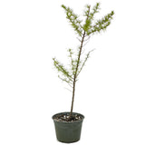 One American Larch Trunk - D1