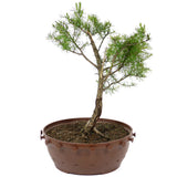 American Larch - D20