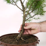 American Larch - D20