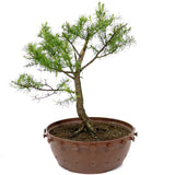 American Larch - D20