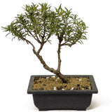 Rosemary Bonsai D200