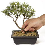 Rosemary Bonsai D200