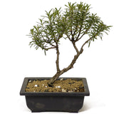 Rosemary Bonsai D200