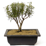Rosemary Bonsai D201