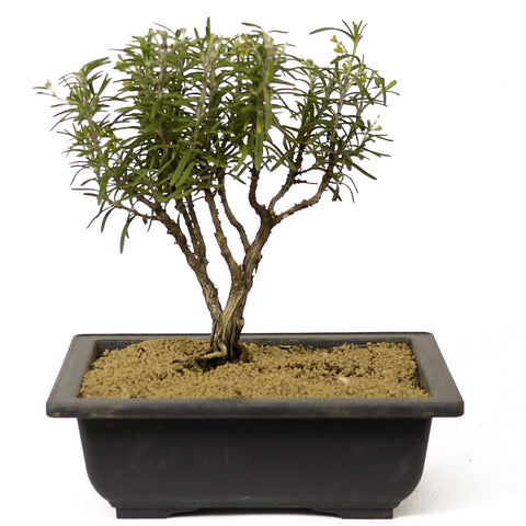 Rosemary Bonsai D201