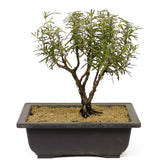 Rosemary Bonsai D201