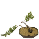 Dwarf Japanese Garden Juniper Bonsai - D208