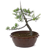American Larch - D21