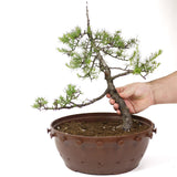 American Larch - D21